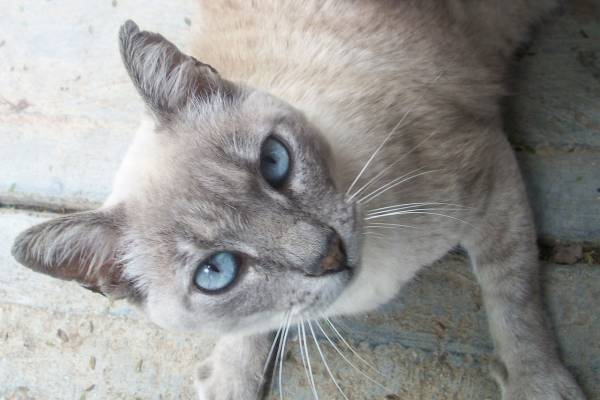 This is a cat
