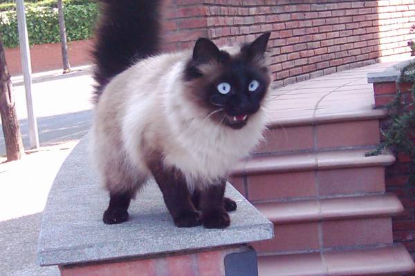 This is also a cat