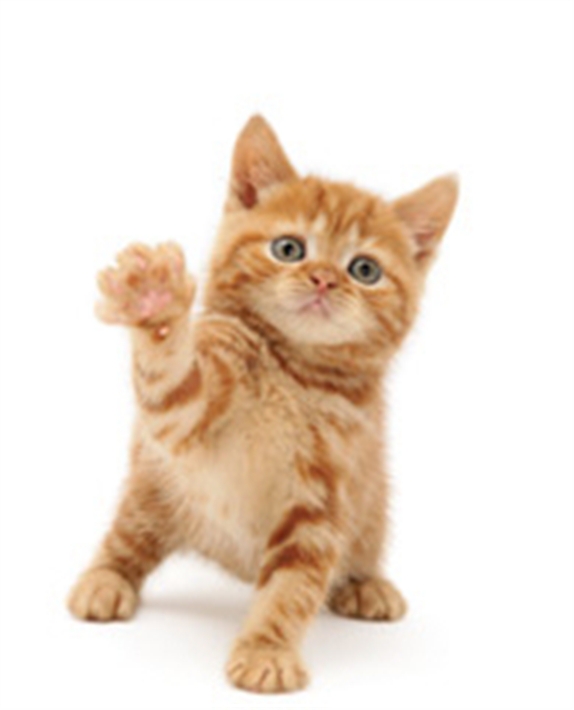 This is a cat
